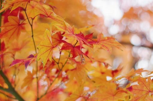 紅葉 紅葉,もみじ,秋の写真素材