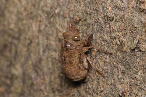 ニイニイゼミ ニイニイゼミ ニイニイゼミ,セミ,蝉の写真素材