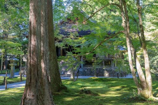 京都 大原三千院 往生極楽院 京都 大原三千院 往生極楽院 三千院,門跡寺院,大原の写真素材
