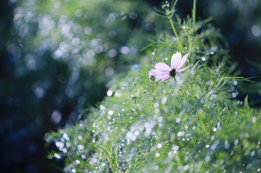 緑の中のピンクのコスモス 緑の中のピンクのコスモスの写真
