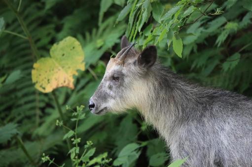 森に佇むニホンカモシカ 森に佇むニホンカモシカ ニホンカモシカ,日本固有種,野生動物の写真素材