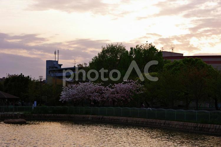 ヤエザクラ咲く春のたそがれの公園 ヤエザクラ,八重桜,たそがれの写真素材