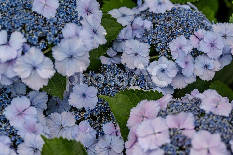 指扇アジサイまつり2025年 アジサイ,紫陽花,花の写真素材