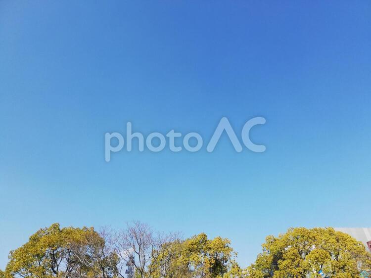青空と木 自然,空,秋の写真素材