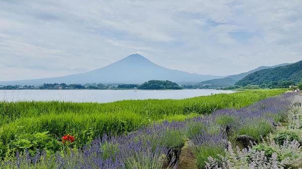 富士山 富士山 大石公園,観光地,富士山の写真素材