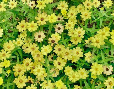 黄色い花と黄緑の葉っぱ 黄色い花と黄緑の葉っぱ 花,葉,黄色の写真素材