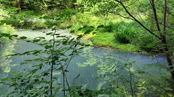 山の中の池 山の中の池 池,山中,新芽の写真素材