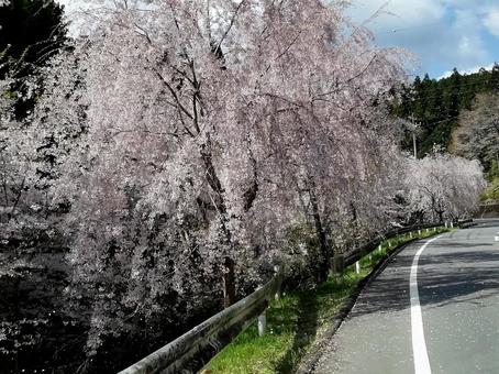 桜 自然,風景,花の写真素材
