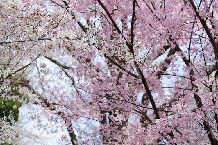 上野公園の桜 桜,桜並木,木の写真素材