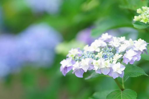 明るい雰囲気を放つ紫陽花 明るい雰囲気を放つ紫陽花の写真