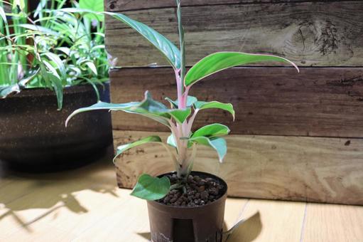 照片, 阿格內瑪, 房植物, 室內植物, 