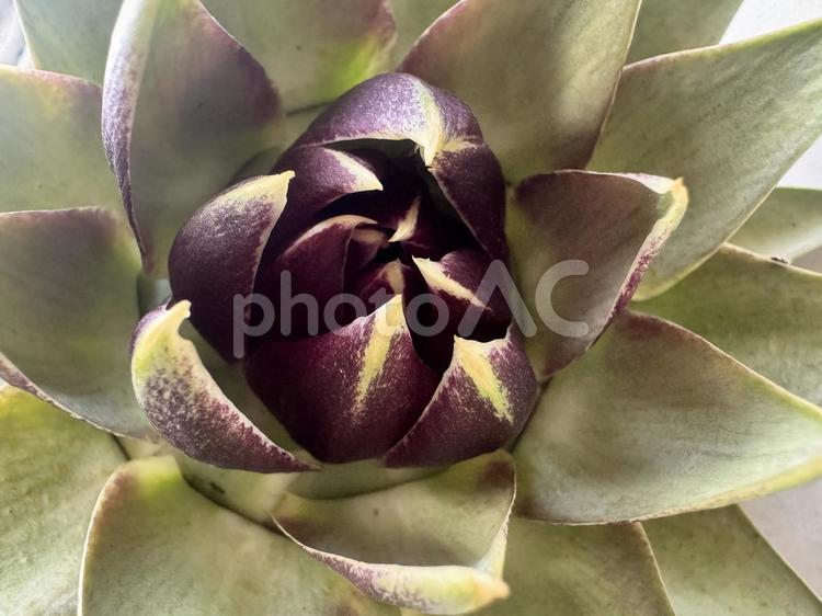アーティチョークの蕾のアップ アーティチョーク,野菜の花,つぼみの写真素材