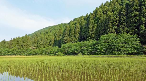 田と山 田んぼ,米,米作りの写真素材
