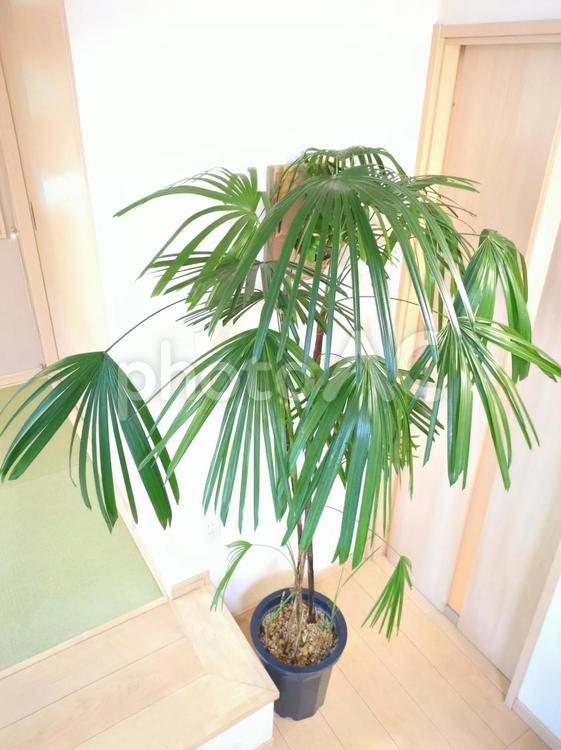 大型観葉植物　シュロチク 10号鉢  大型観葉植物,観葉植物,シュロチクの写真素材