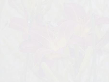 背景素材・ 花の透かし模様 背景素材・ 花の透かし模様の写真