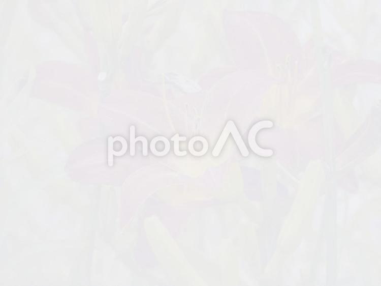 背景素材・　花の透かし模様 背景素材,花,テクスチャの写真素材