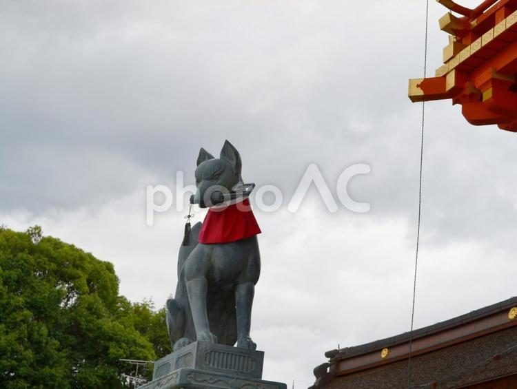 京都伏見稲荷の狛狐さん 京都,伏見稲荷,狐の写真素材