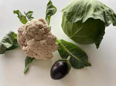 野菜 野菜の写真
