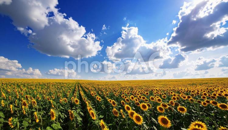ひまわり畑と青空　夏空 フラワー,flower,畑の写真素材
