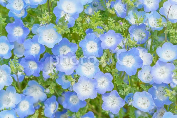 淡いブルーのネモフィラの花畑 ネモフィラ,春,花の写真素材