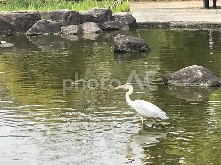 アオサギ2022.4.3 自然,水辺,野鳥の写真素材