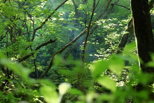 森林浴 山,新緑,癒しの写真素材