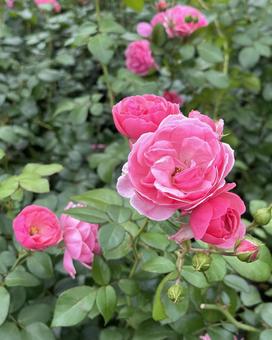 バラ(ポンポネッラ)ピンク色 バラ(ポンポネッラ)ピンク色 バラ,ポンポネッラ,花の写真素材