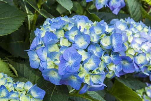初立池のアジサイ7 初立池のアジサイ7 アジサイ,花,フラワーの写真素材