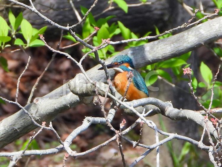 枯れ枝の上にとまったカワセミ カワセミ,小鳥,鳥の写真素材