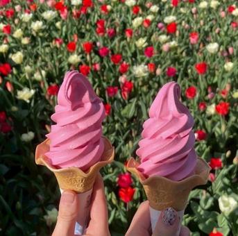 ソフトクリームとチューリップ ソフトクリームとチューリップの写真