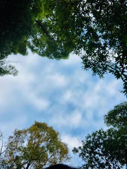 空と木3 空と木3 空,背景,晴天の写真素材