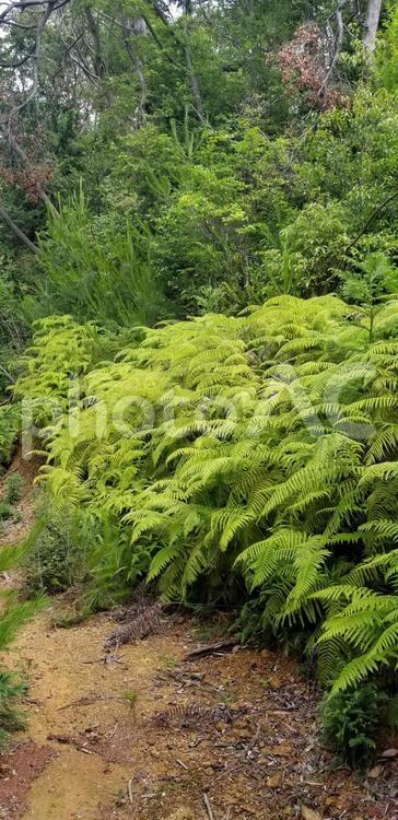 シダ植物 自然,葉,シダの写真素材