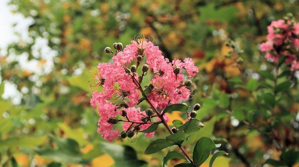 夏の花 サルスベリ 夏の花 サルスベリの写真