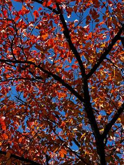 秋の紅い桜 桜,紅葉,秋の写真素材