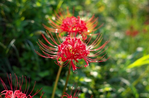 季節の花93 季節の花93の写真