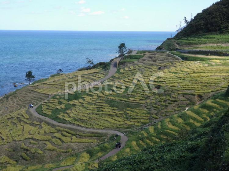 石川県　白米千枚田 風景,景色,道路の写真素材