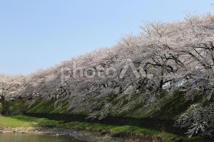 名古屋城　桜2 風景,木,自然の写真素材