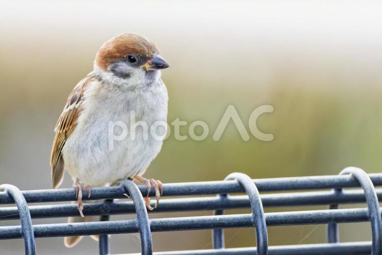 公園の柵に留まるスズメの幼鳥 すずめ,スズメ,雀の写真素材