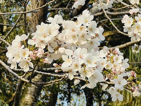 桜の写真