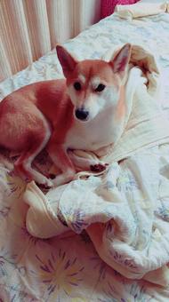 犬20 犬20の写真