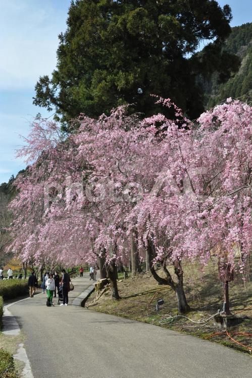 竹田のしだれ桜 しだれ桜,桜,花見の写真素材