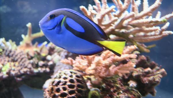 ナンヨウハギ ナンヨウハギ ナンヨウハギ,熱帯魚,魚の写真素材