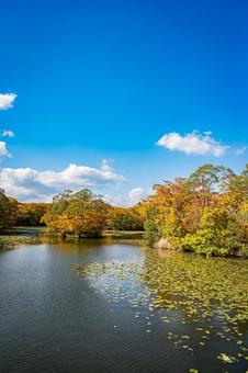 北海道　大沼国定公園　秋の風景 北海道,大沼,函館の写真素材