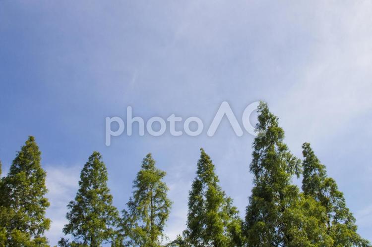 青空と木 青空,新緑,森林の写真素材