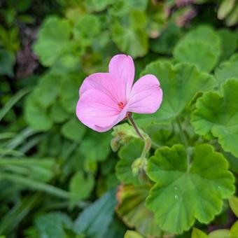 ゼラニウム　道草の写真