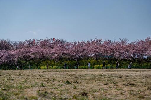 みさと梅林周辺の景色 みさと梅林,善地会場,河津桜の写真素材