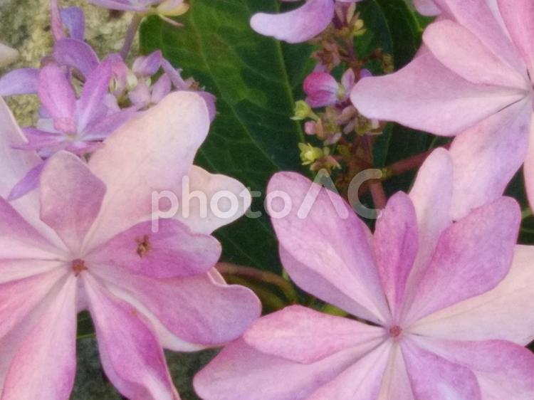 大きな花びらのアジサイ アジサイ,ピンクの花,庭木の写真素材