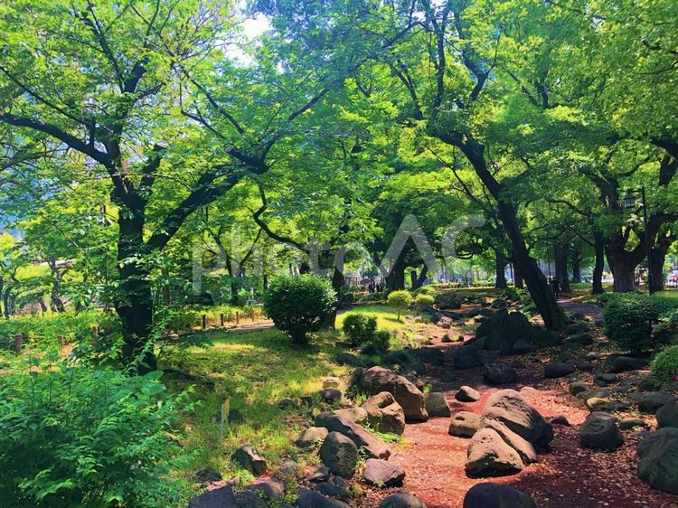 芝公園の散策路 芝公園,散策,木の写真素材