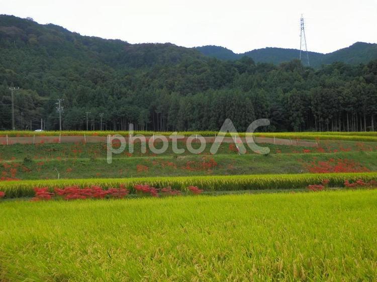 暑さ寒さも彼岸まで 彼岸,曼殊沙華,稲穂の写真素材