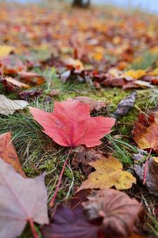 紅葉の女神湖の写真